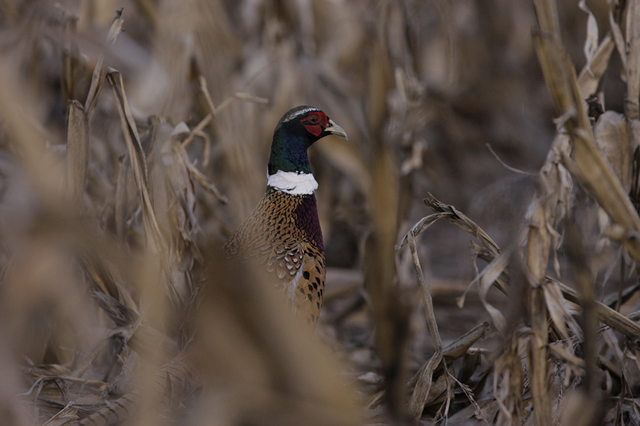 Pennsylvania junior pheasant hunt back for a second year