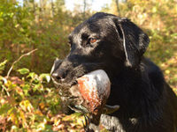 Hunting report: Desperately seeking prime time waterfowl migration