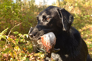 Hunting report: Desperately seeking prime time waterfowl migration
