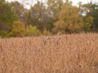 October hunting beyond whitetails: calling fall turkeys