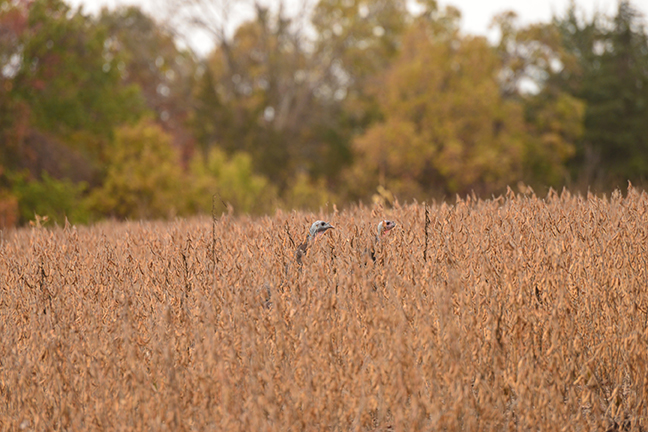 October hunting beyond whitetails: calling fall turkeys