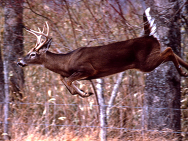 Five steps to taking trophy whitetails
