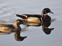 Waterfowl hunting time: scouting small-water ducks