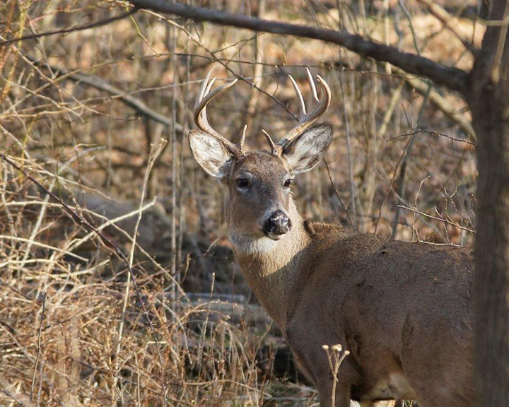 Questions and answers: bowhunting whitetails