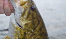 Tournament fishing has made Americans better anglers
