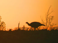 Minnesota fall wild turkey kill, participation numbers tumble in 2017