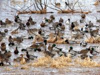 Report: Waterfowl harvest numbers remain ‘very good’ – hunter participation numbers, not so much