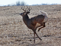 The top 10 Minn. outdoors stories of ’17