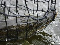 New northern pike regs coming in spring 2018