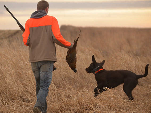 Public lands pheasant hunts can be a challenge