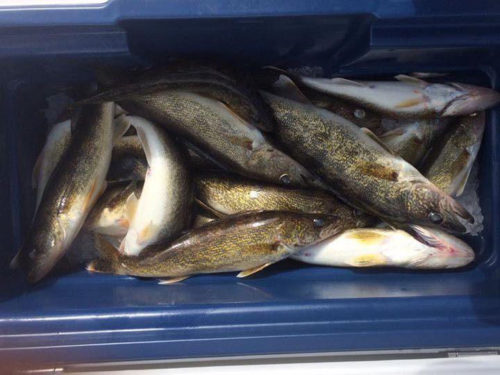 Lake of the Woods walleye, sauger numbers still solid
