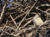 You can help bluebirds and other native birds