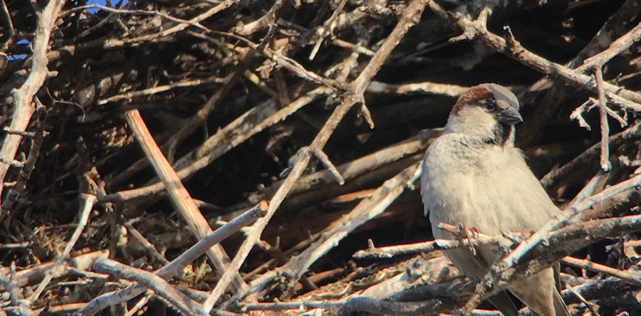 You can help bluebirds and other native birds