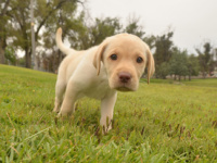 Gun dog tips: Thinking ahead to spring puppy-purchasing season