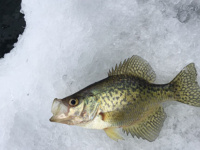 Ice-fishing tip: Knowing when not to practice catch-and-release