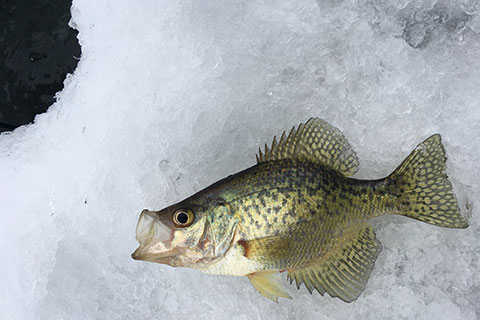 Ice fishing for crappie stock photo. Image of float, lake - 12706388