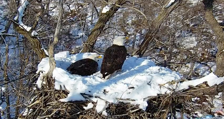 Bald eagle eggs finally come