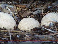 Eagle Cam 2018: Now comes the wait for eaglets [video]