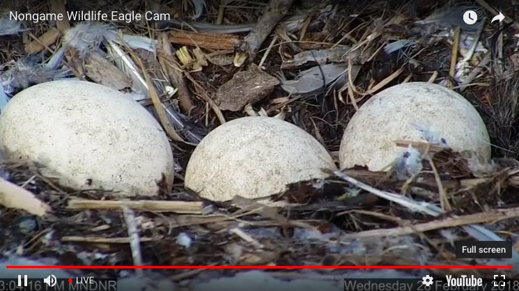 Eagle Cam 2018: Now comes the wait for eaglets [video]