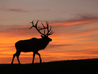 Class teaches bugling vocabulary to future elk hunters