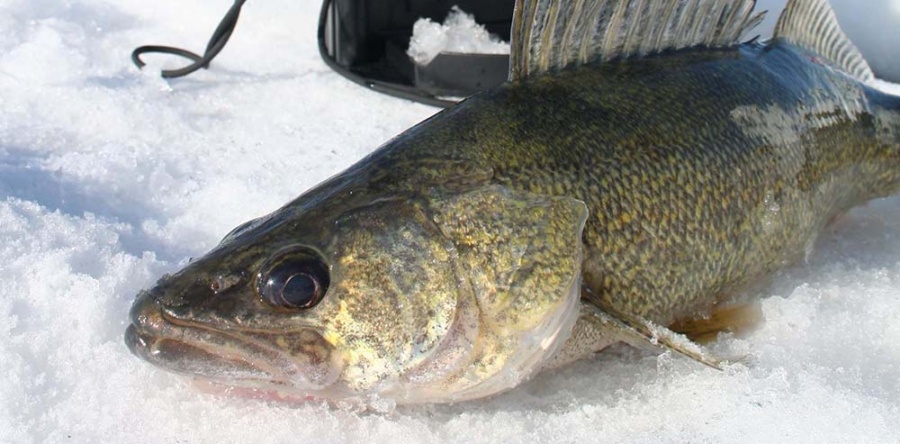 Heading to border waters for extended walleye fishing? Bonus season doesn’t extend to licenses