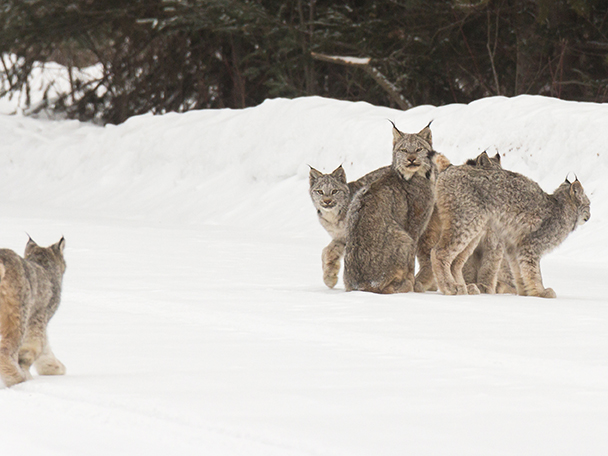 Canada lynx family gives amateur photographer thrill of a lifetime