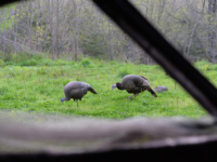 Quick ticket to more turkey kills: buy better decoys
