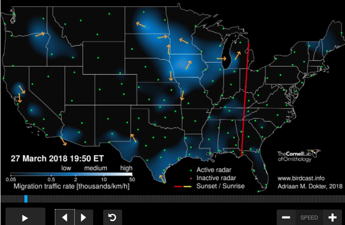 Migration madness signals the heart of the birdwatching season
