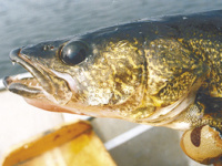 Catch-and-release for walleyes again this summer on Mille Lacs