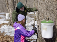 Let it flow: Maple syrup programs on tap at Minnesota state parks