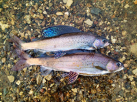 Celebrate Fish Migration Day and Earth Day this weekend