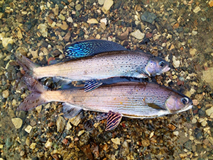 Celebrate Fish Migration Day and Earth Day this weekend