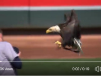 Birder’s perspective: Why did the bald eagle land on the Seattle Mariners pitcher? [videos]