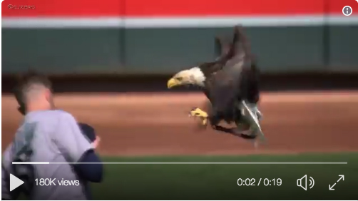 Birder’s perspective: Why did the bald eagle land on the Seattle Mariners pitcher? [videos]