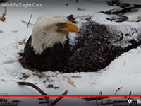 Eagle Cam update: Cruel winter taking its toll [video]