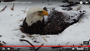 Eagle Cam update: Cruel winter taking its toll [video]