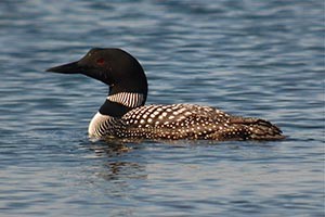 National loon center expected to land in Crosslake