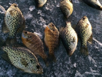 Ice fishing tip: Catching late-season crappies you didn’t know existed
