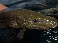 Northern pike added to Minnesota’s catch-and-release records program