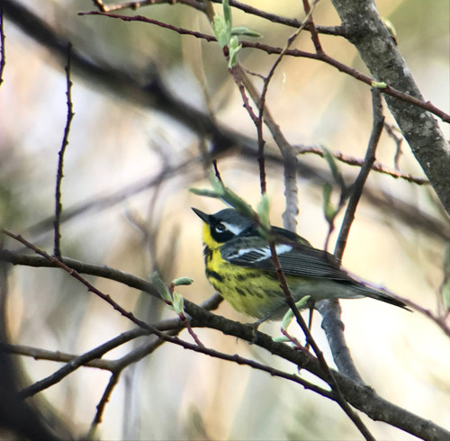 Birding world a-Twitter over a grand convergence at Tadoussac, Quebec [video]