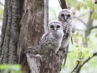 Images, video: A glimpse into the life of barred owls, owlets