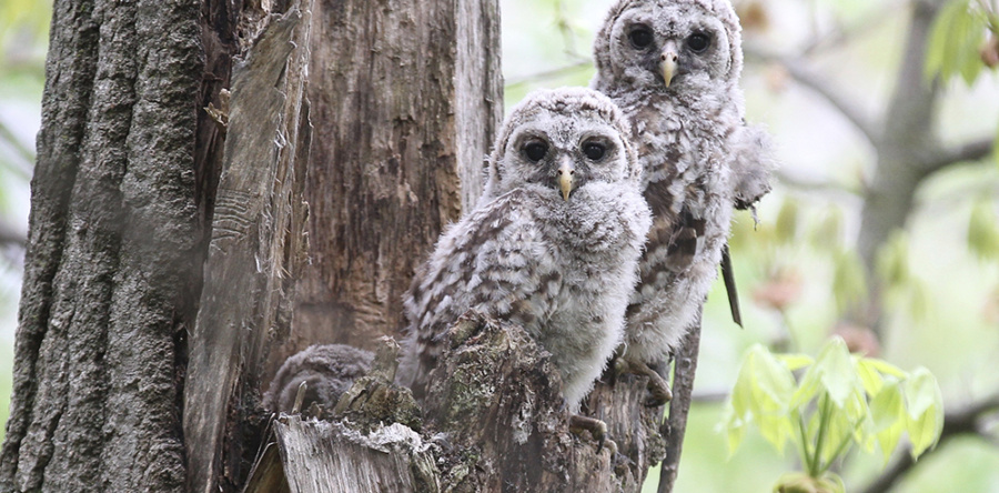 Images, video: A glimpse into the life of barred owls, owlets