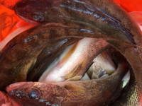 Fishing tip: Change your tactics to catch more spring walleyes