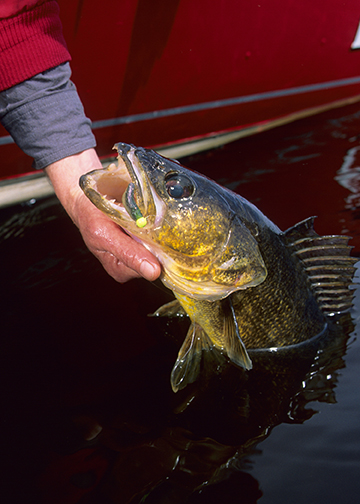 Fast and furious walleye jigging tips for opener and early season open-water fishing [video]