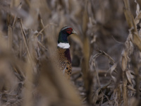 Pennsylvania junior pheasant hunt back for a second year