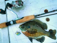 Summer multi-species fishing fun: the micro-lure challenge
