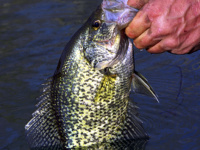 North country crappies: Tactics for the slabs of summer