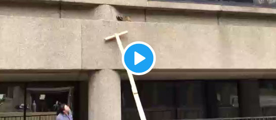 The Minnesota raccoon watched ’round the world [videos]