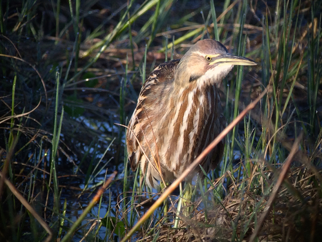 Hearing unusual wetlands sounds? Maybe it’s a hidden bittern [video]