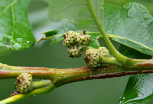 Make summer assessments for autumn gathering
